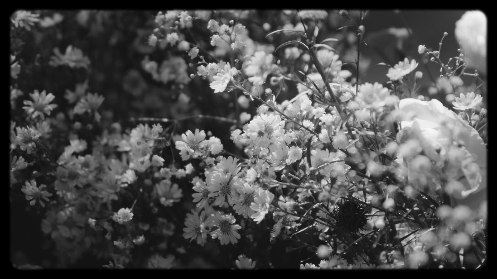 Sarah & Gabriel — Casamento